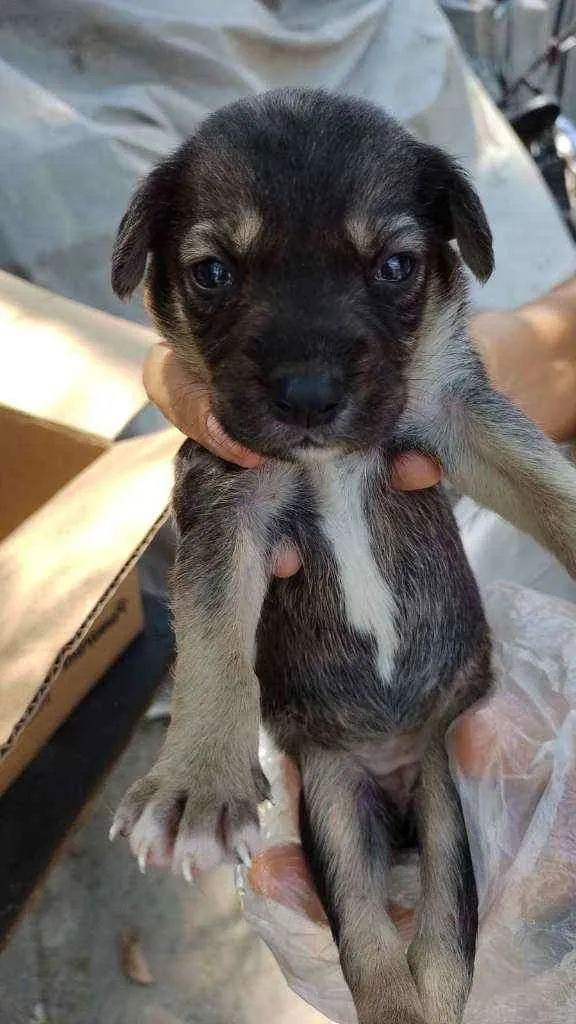 Cachorro raça SRD idade Abaixo de 2 meses nome Monica e Luizinho