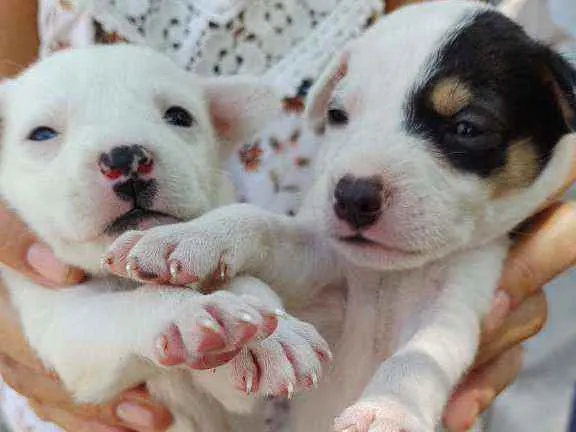 Cachorro raça SRD idade Abaixo de 2 meses nome Monica e Luizinho