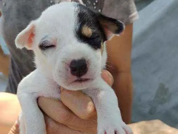 Cachorro raça SRD idade Abaixo de 2 meses nome Monica e Luizinho