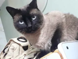 Gato raça Siamês  idade 1 ano nome Nick siamês lindo 