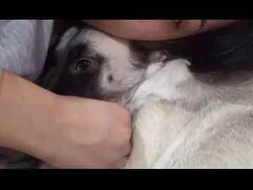 Cachorro ra a Sem raça definida idade 1 ano nome Meg