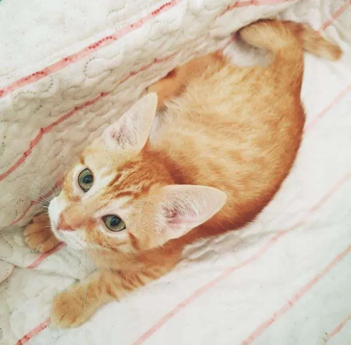 Gato raça SRD-ViraLata idade 2 a 6 meses nome MARIANO LARANJA