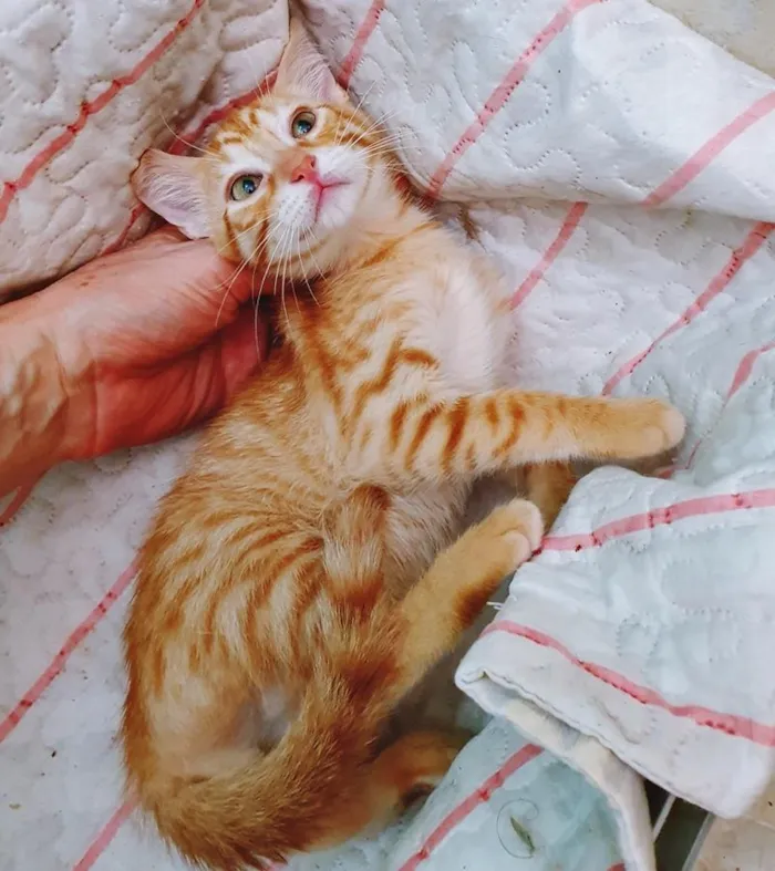 Gato raça SRD-ViraLata idade 2 a 6 meses nome MARIANO LARANJA