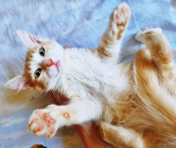 Gato raça SRD-ViraLata idade 2 a 6 meses nome MARCO LARANJA