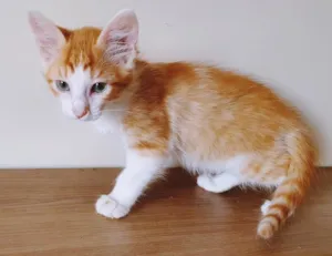 Gato raça SRD-ViraLata idade 2 a 6 meses nome MARCO LARANJA