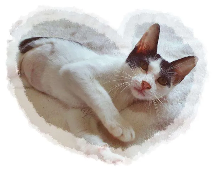 Gato raça SRD-ViraLata idade 2 a 6 meses nome FABRICIA FRAJOLA