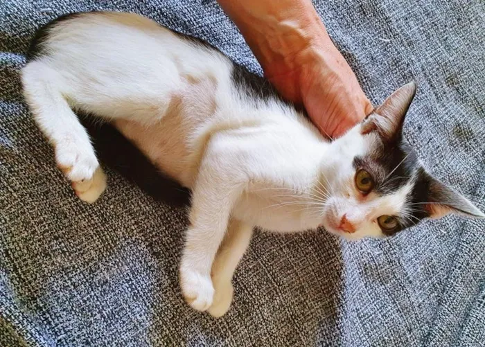 Gato raça SRD-ViraLata idade 2 a 6 meses nome FABRICIA FRAJOLA