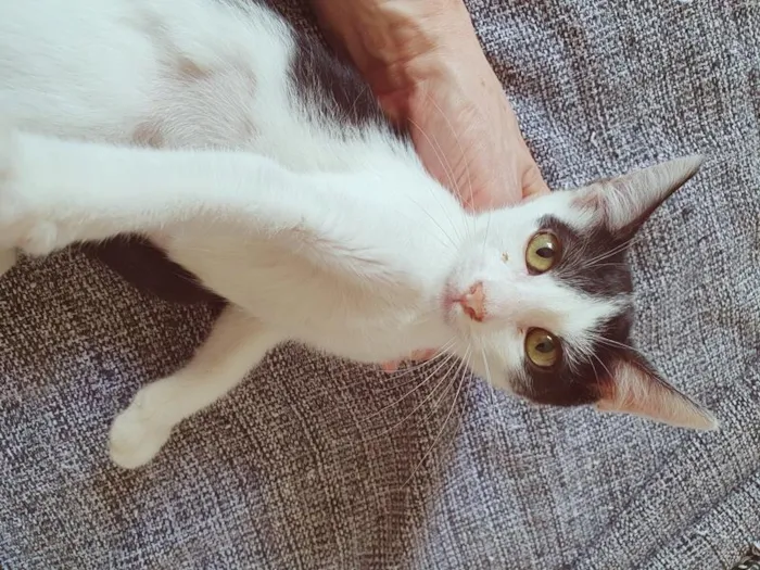 Gato raça SRD-ViraLata idade 2 a 6 meses nome FABRICIA FRAJOLA