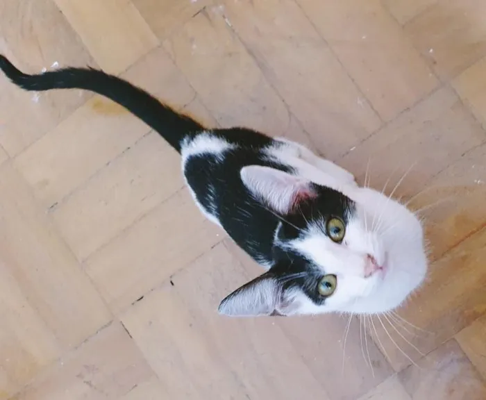 Gato raça SRD-ViraLata idade 2 a 6 meses nome FABRICIA FRAJOLA