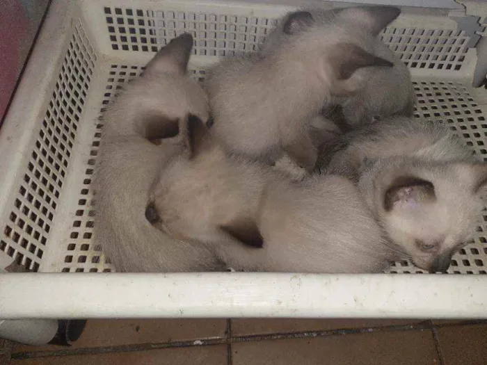 Gato raça Não identificado  idade Abaixo de 2 meses nome Sem nome