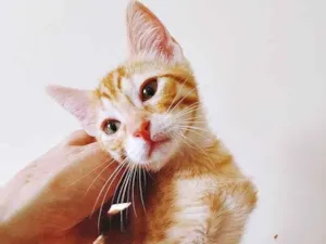 Gato raça SRD-ViraLata idade 2 a 6 meses nome MARIANO LARANJA
