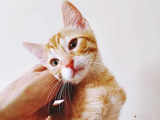 Gato raça SRD-ViraLata idade 2 a 6 meses nome MARIANO LARANJA