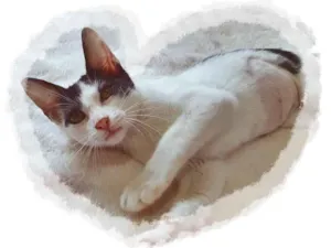 Gato raça SRD-ViraLata idade 2 a 6 meses nome FABRICIA FRAJOLA