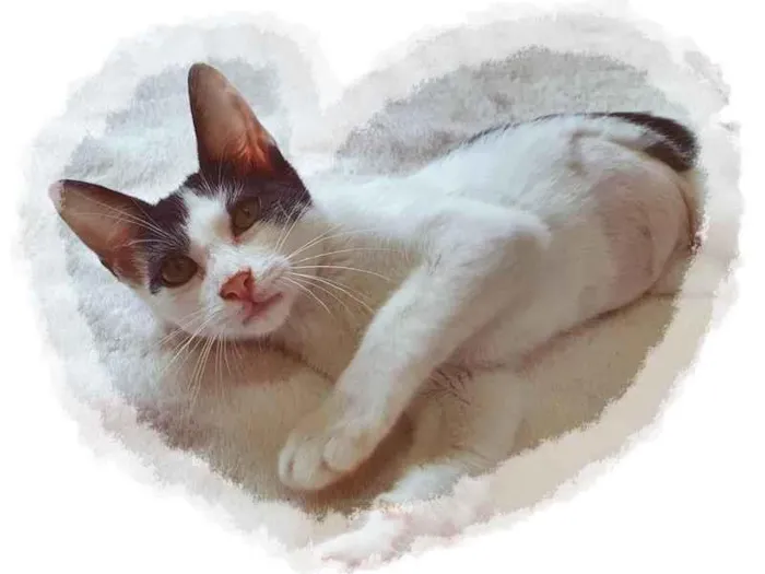 Gato raça SRD-ViraLata idade 2 a 6 meses nome FABRICIA FRAJOLA