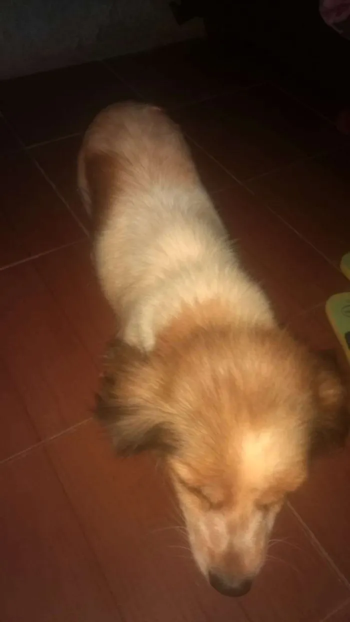 Cachorro ra a Não sei idade 3 anos nome Não tem