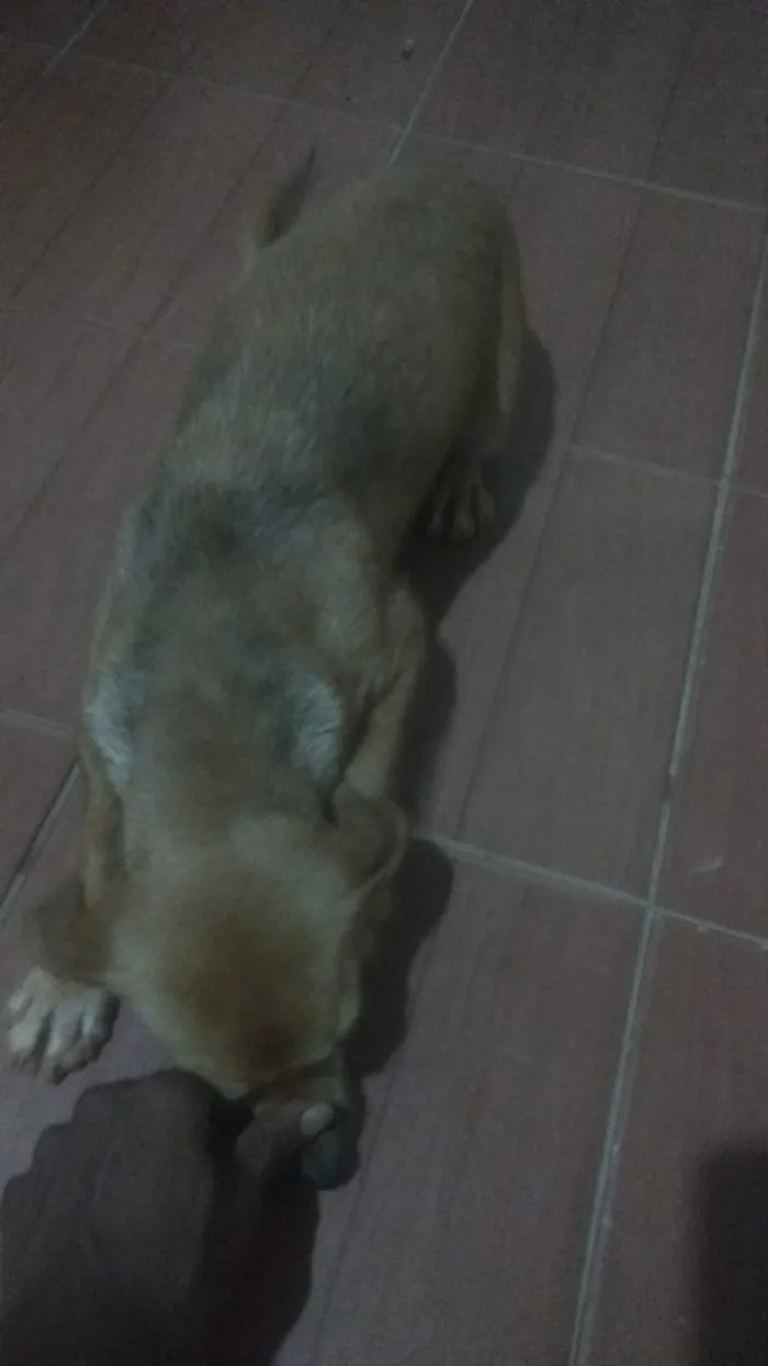 Cachorro ra a Não sei idade 3 anos nome Não tem