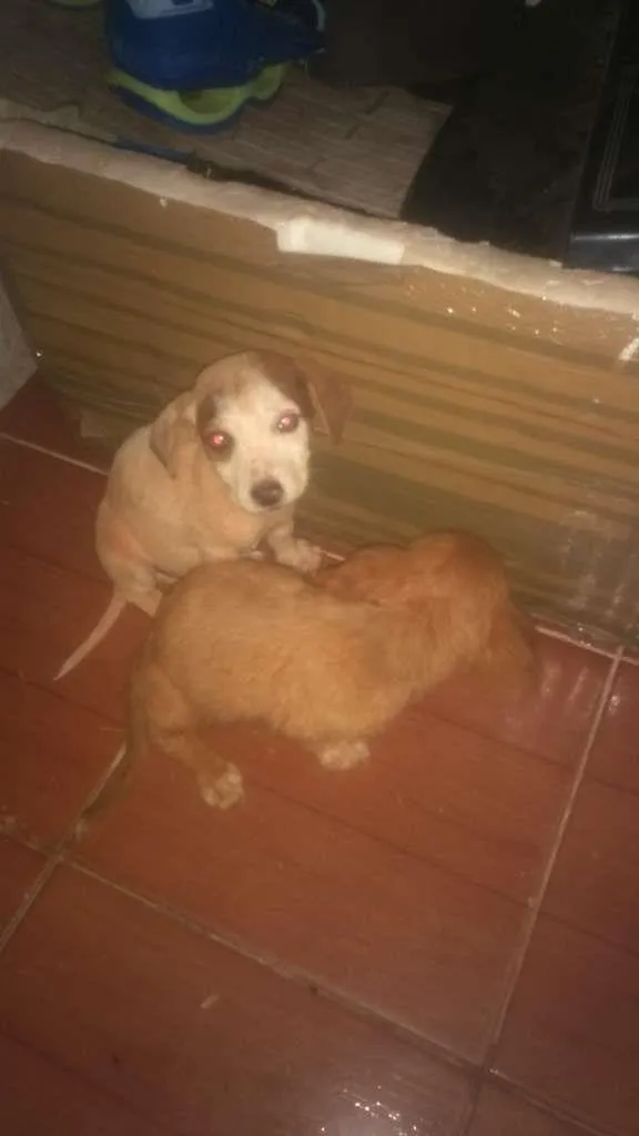 Cachorro ra a Não sei idade 3 anos nome Não tem