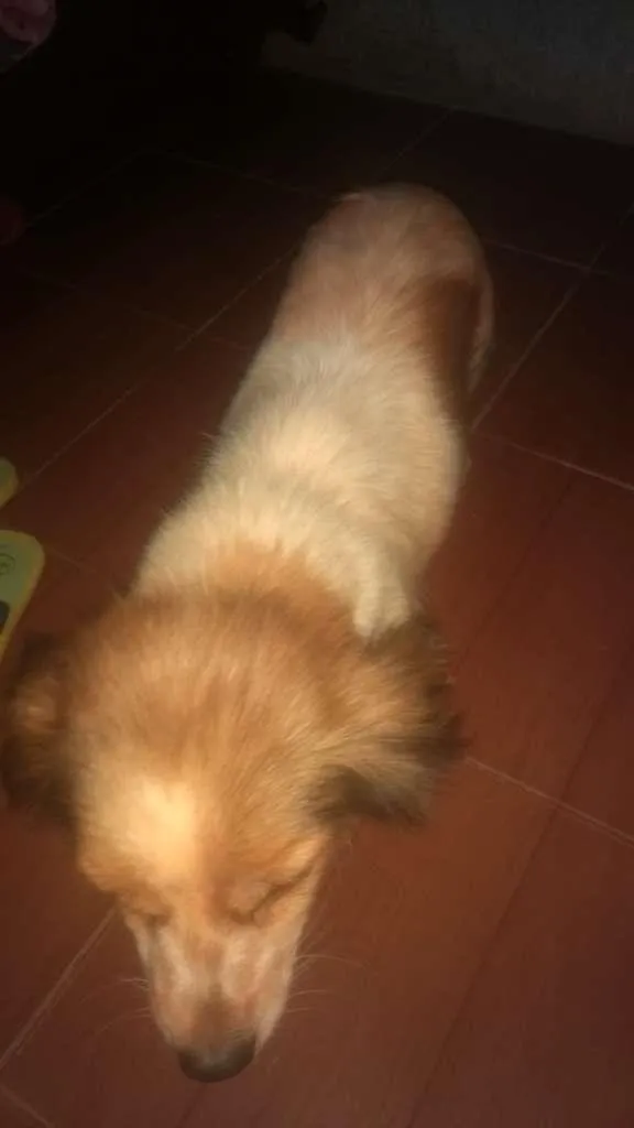 Cachorro ra a Não sei idade 3 anos nome Não tem