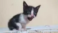 Menininha