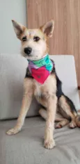 Cacau