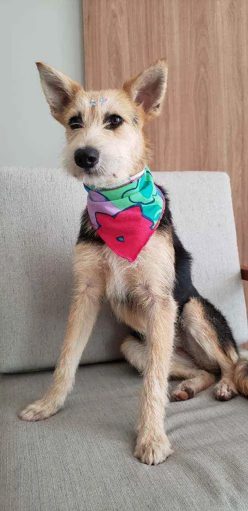 Cachorro ra a SRD idade 7 a 11 meses nome Cacau