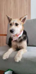 Cacau