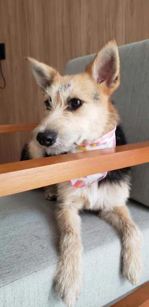 Cachorro ra a SRD idade 7 a 11 meses nome Cacau