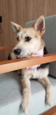 Cacau