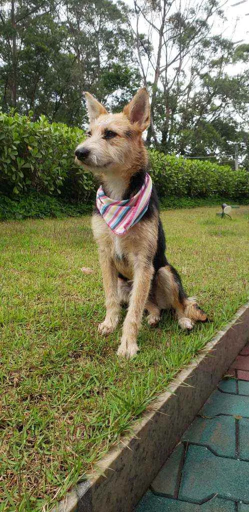 Cachorro ra a SRD idade 7 a 11 meses nome Cacau