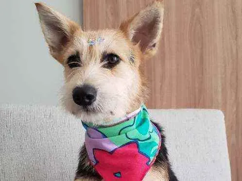 Cachorro ra a SRD idade 7 a 11 meses nome Cacau