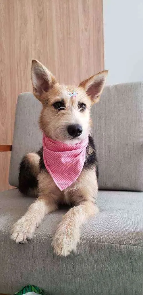 Cachorro ra a SRD idade 7 a 11 meses nome Cacau