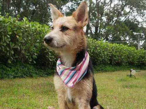 Cachorro ra a SRD idade 7 a 11 meses nome Cacau
