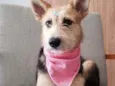 Cacau