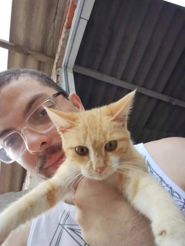 Gato ra a Sem raça  idade 2 a 6 meses nome Sem nome 