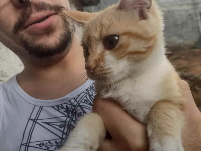 Gato ra a Sem raça  idade 2 a 6 meses nome Sem nome 