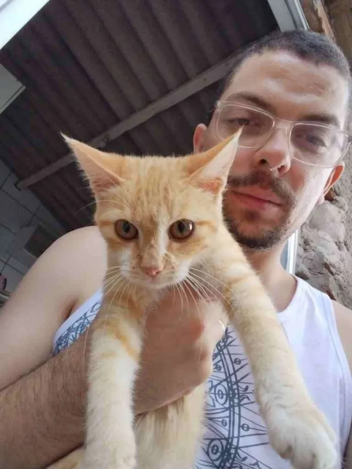 Gato ra a Sem raça  idade 2 a 6 meses nome Sem nome 