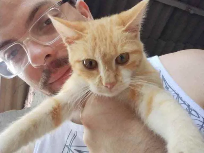 Gato ra a Sem raça  idade 2 a 6 meses nome Sem nome 