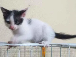 Gato raça SRD idade Abaixo de 2 meses nome Serginho
