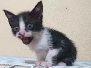 Gato raça SRD idade Abaixo de 2 meses nome Menininha