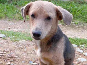 Cachorro raça Srd idade 7 a 11 meses nome Filhote 
