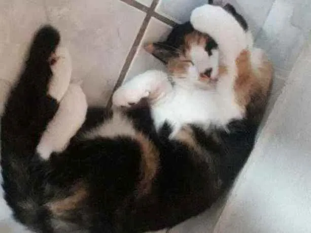 Gato raça SRD idade  nome Leona