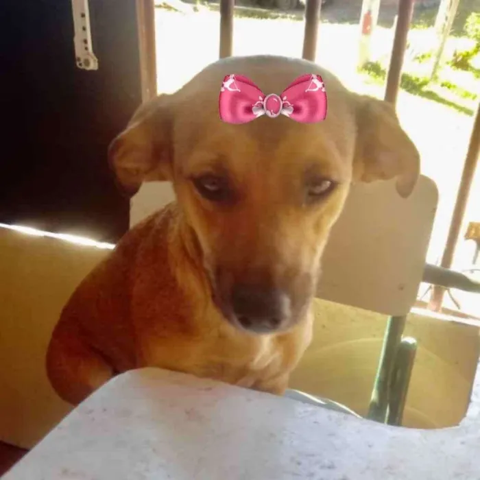 Cachorro raça Mestiça  idade 7 a 11 meses nome Mel 