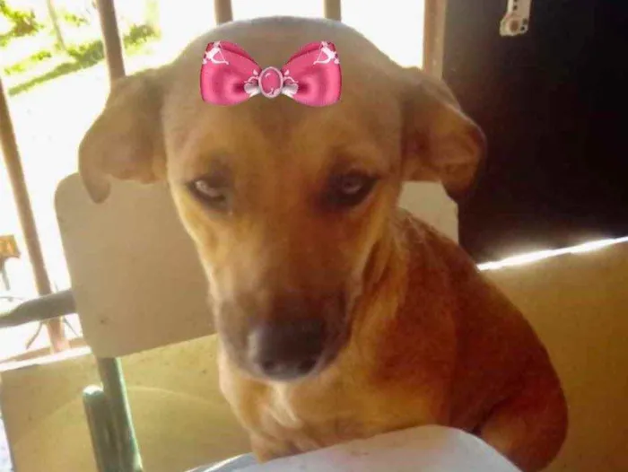 Cachorro raça Mestiça  idade 7 a 11 meses nome Mel 