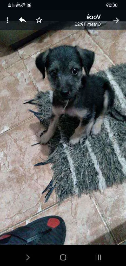 Cachorro ra a Vira-lata idade Abaixo de 2 meses nome Cheppie