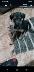Cheppie