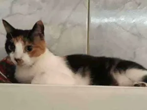 Gato raça SRD idade  nome Leona
