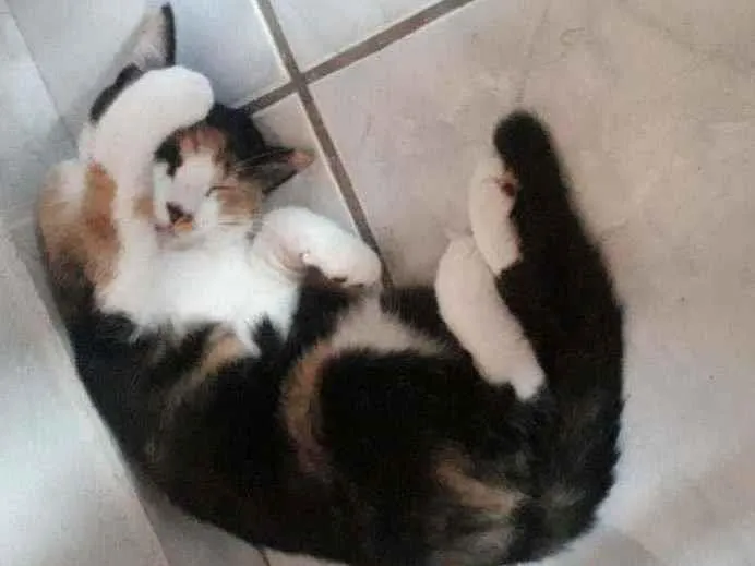 Gato raça SRD idade  nome Leona
