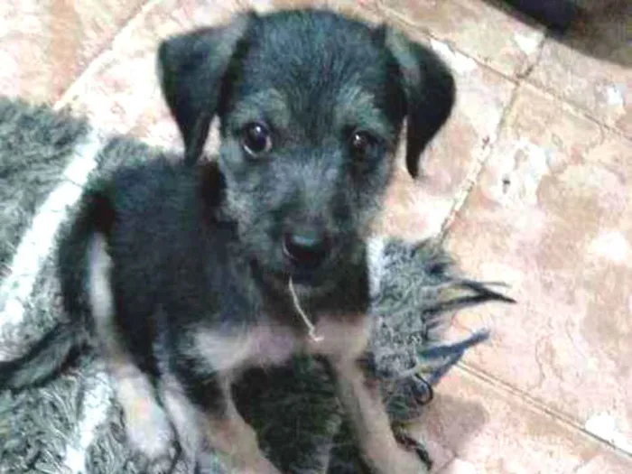 Cachorro ra a Vira-lata idade Abaixo de 2 meses nome Cheppie