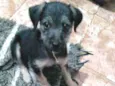 Cheppie
