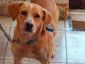 Cachorro raça SRD idade 3 anos nome Urso